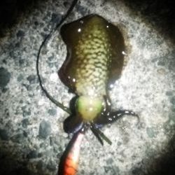 活あじ確保できず。