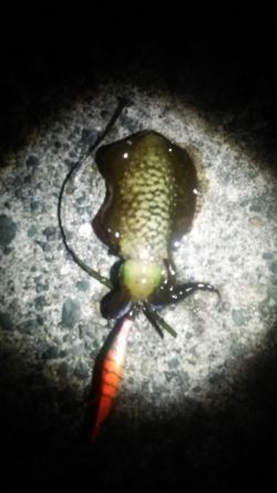 活あじ確保できず。