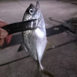 アジングでメッキだー