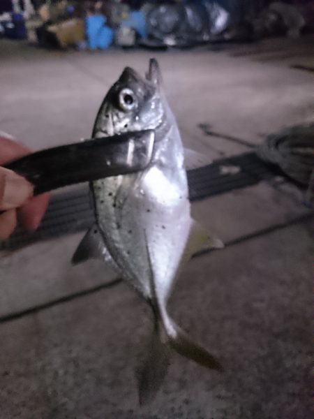 アジングでメッキだー