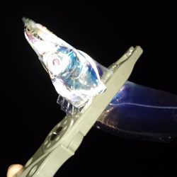 市内湾奥太刀魚