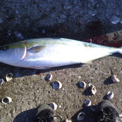 日高川河口青物