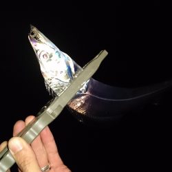 ワインドで入れ食い！