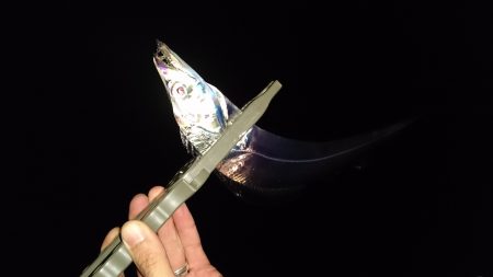 ワインドで入れ食い！