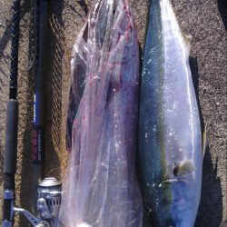 トップでメジロ