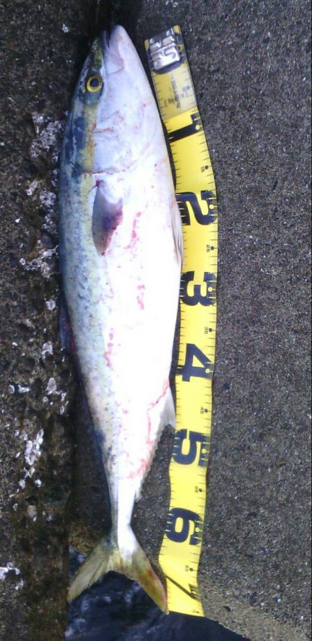 南部川河口でメジロ