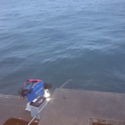 サビキ釣り、投光器点けて頑張るも。