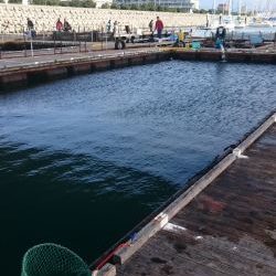 海上釣り堀田尻、カンパチ狙いへ