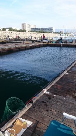 海上釣り堀田尻、カンパチ狙いへ