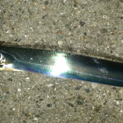 夜中の浮き釣り