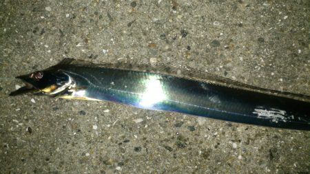 夜中の浮き釣り