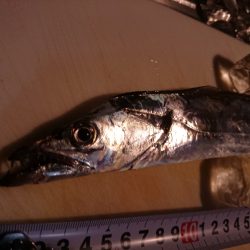 ようやく今期初の【太刀魚】！