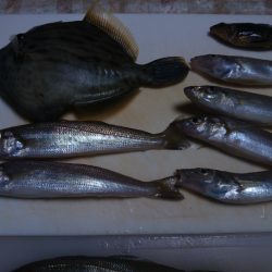 キス、鮹、カワハギ、クジメ、片口鰯、エソ等。