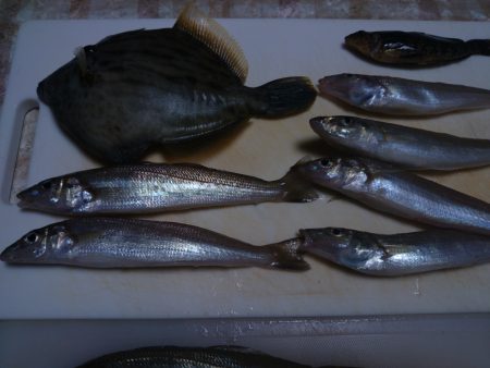 キス、鮹、カワハギ、クジメ、片口鰯、エソ等…
