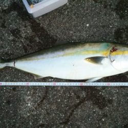 ﾒｼﾞﾛ　Get　ヽ(^◇^*)/ ﾜｰｲ