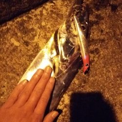 シーバス狙いでタチウオ