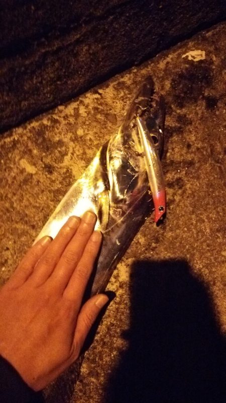 シーバス狙いでタチウオ