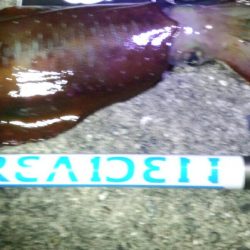 久々エギング！キロアップも(^_^)ノ