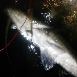 久しぶりのシーバス