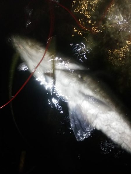 久しぶりのシーバス