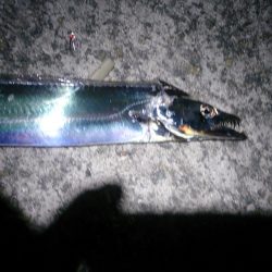 刀狩り(浮き釣り)