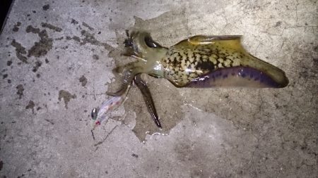 イカが食べたくなって…