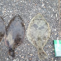 カレイ釣れました。