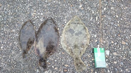 カレイ釣れました。