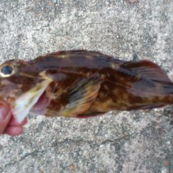 塩屋漁港に根魚釣りへ！