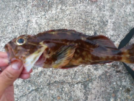 塩屋漁港に根魚釣りへ！