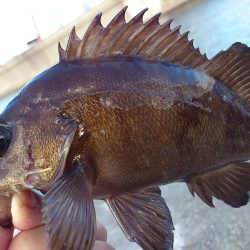 落とし釣りでメバリング！