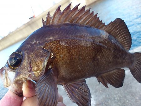 落とし釣りでメバリング！
