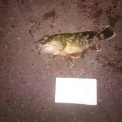 予定外のガシリングで…