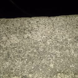 釣りたくなって