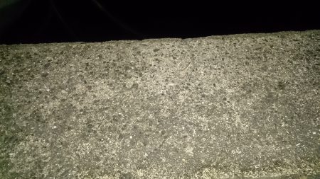 釣りたくなって