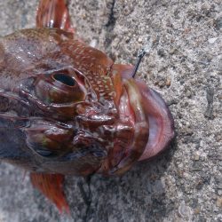 水潮・爆風・波高