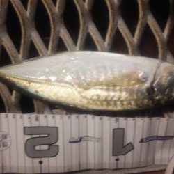 真鯛狙い…のはずが