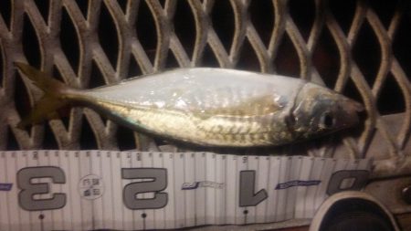 真鯛狙い…のはずが