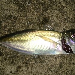 各漁港をまわって