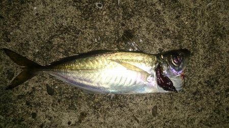 各漁港をまわって