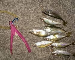 寒いけどあじはいます