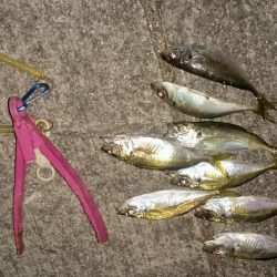 寒いけどあじはいます