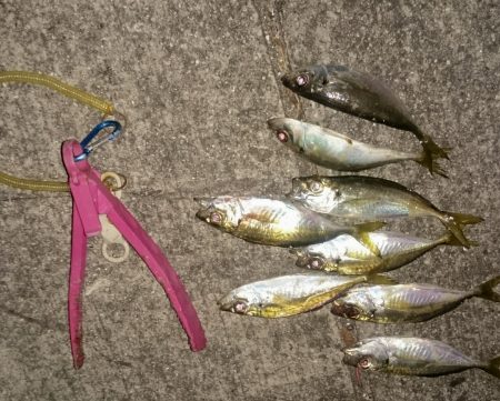 寒いけどあじはいます