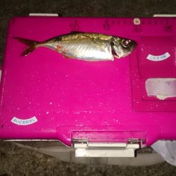 雨 風 にもまけません