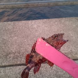 アジングは楽しい