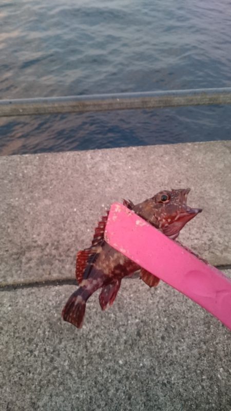 アジングは楽しい