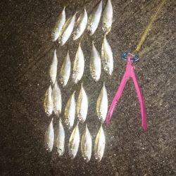 いわしの大群が