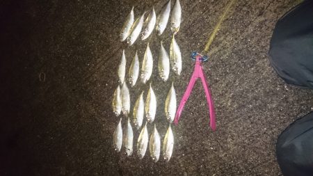 いわしの大群が