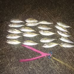 いわしの大群が