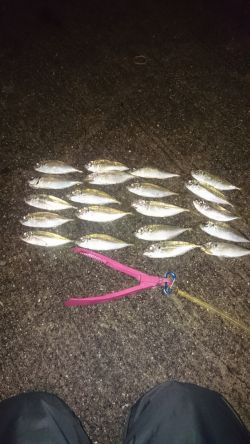 いわしの大群が